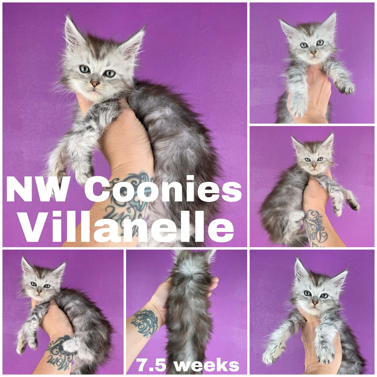 NW Coonies Villanelle