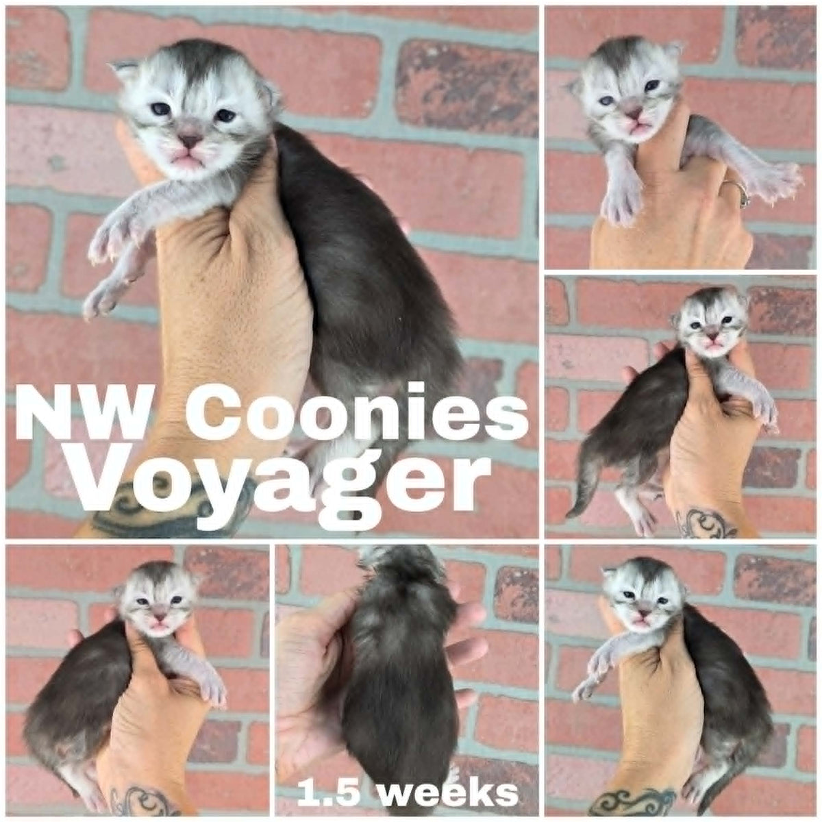 NW Coonies Voyager