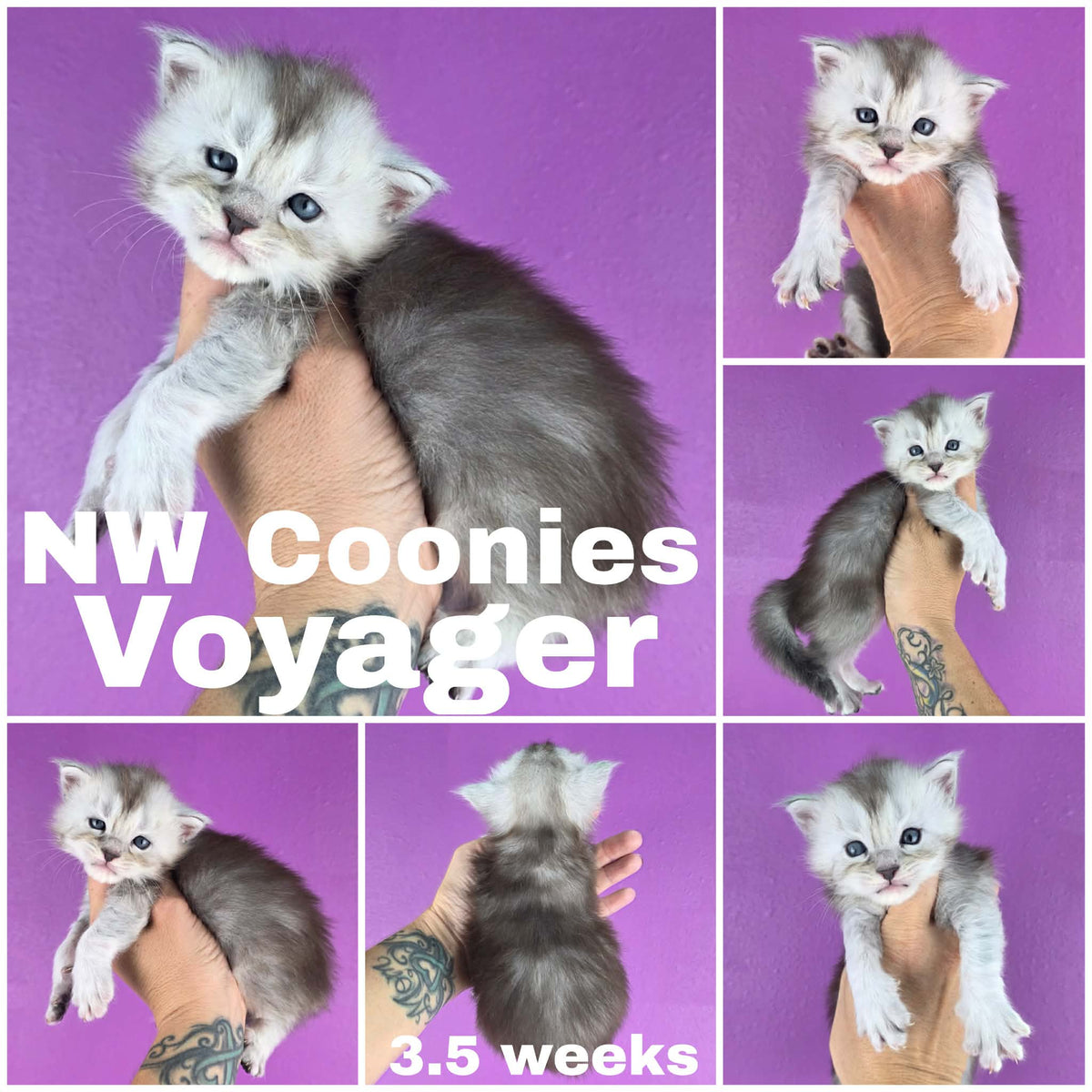 NW Coonies Voyager