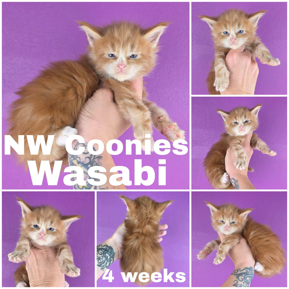 NW Coonies Wasabi