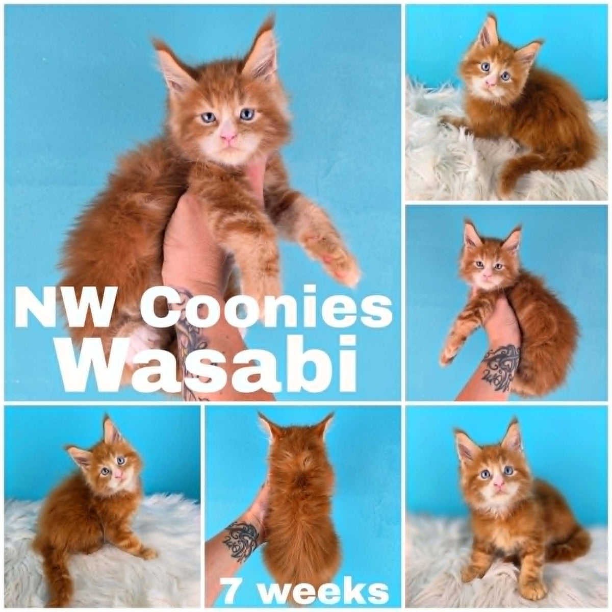 NW Coonies Wasabi