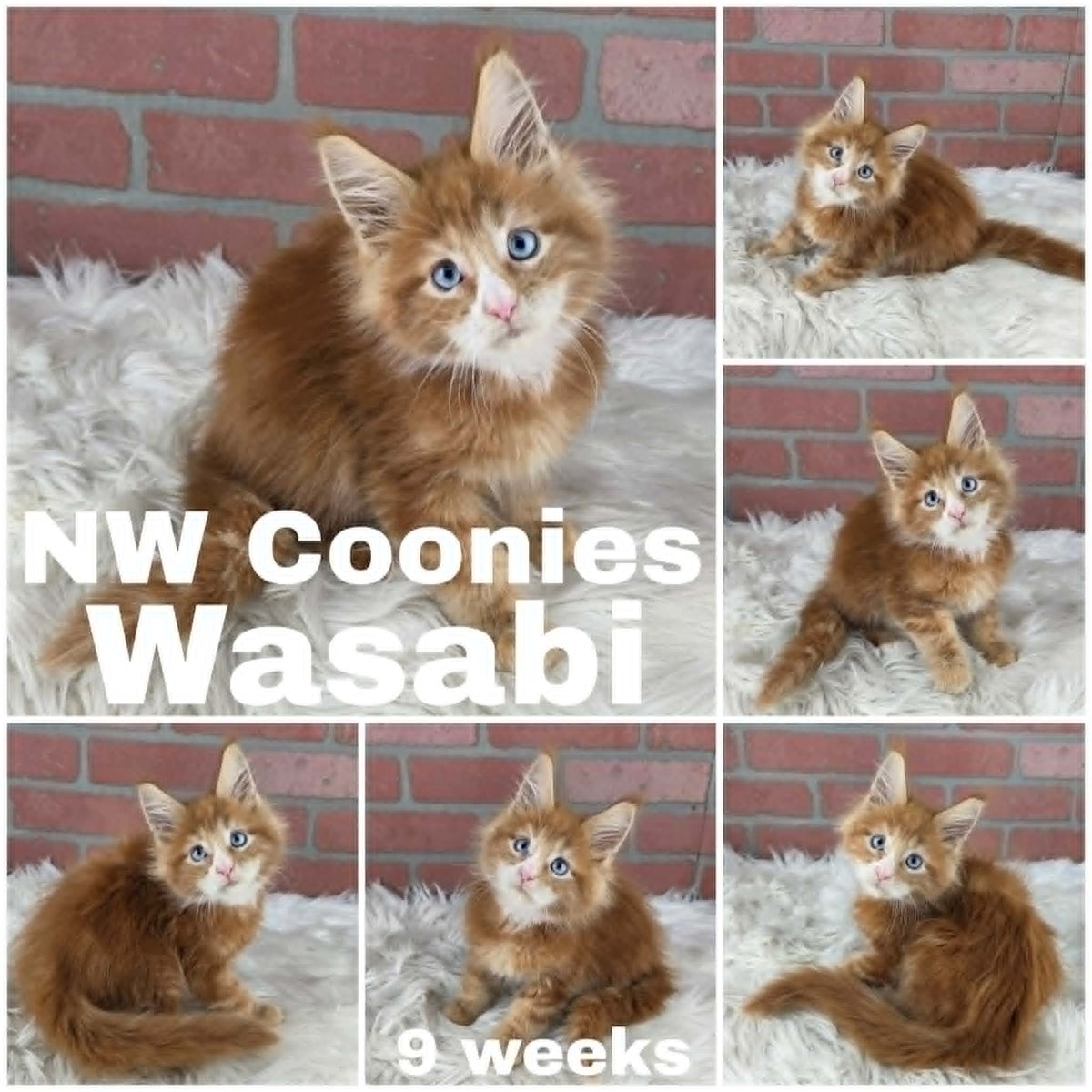 NW Coonies Wasabi