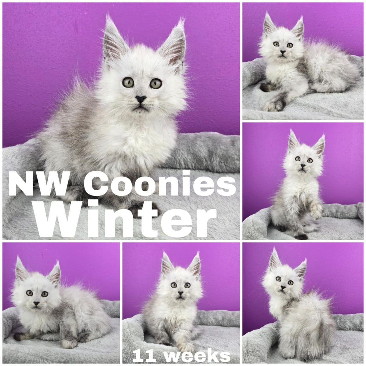 NW Coonies Winter