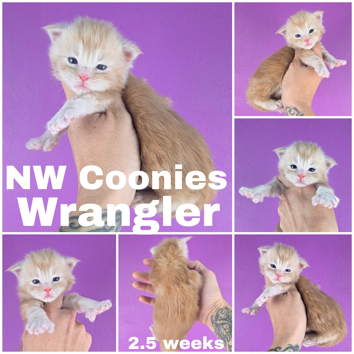 NW Coonies Wrangler