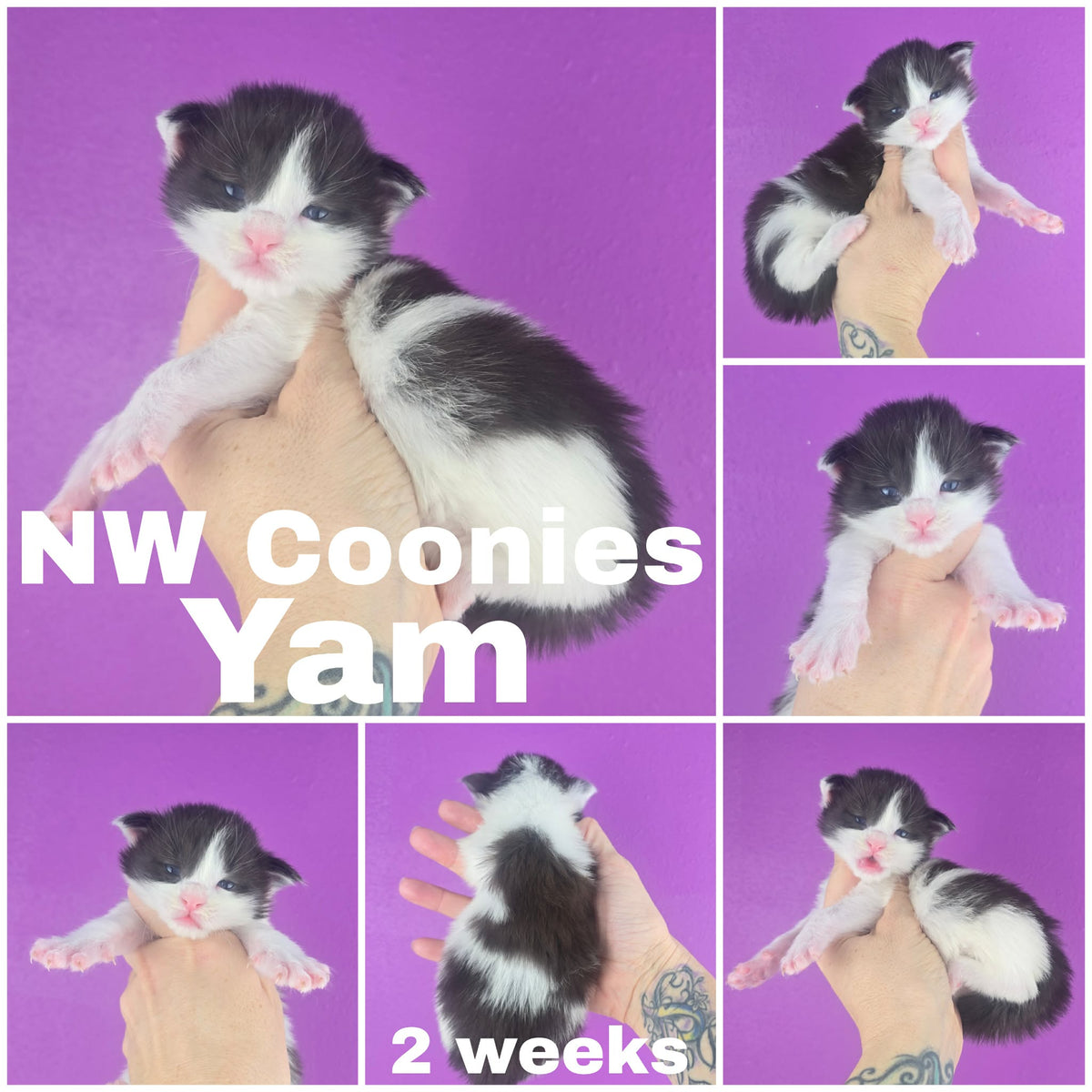 NW Coonies Yam