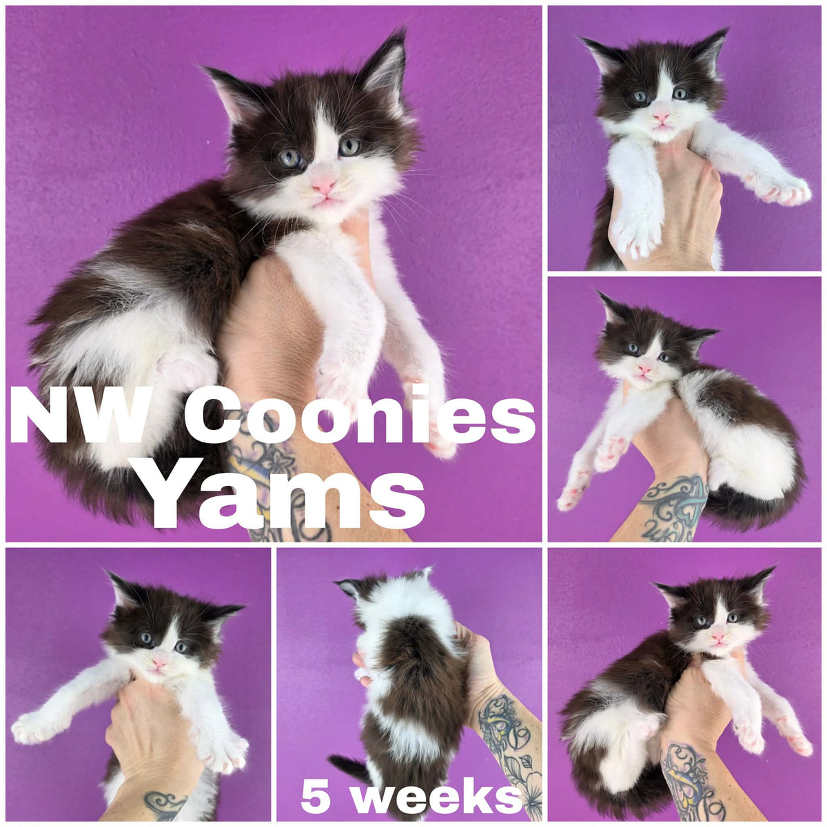 NW Coonies Yam