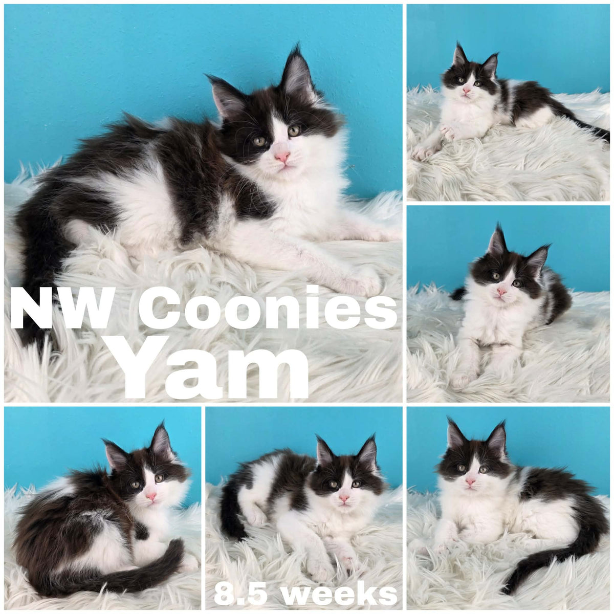 NW Coonies Yam