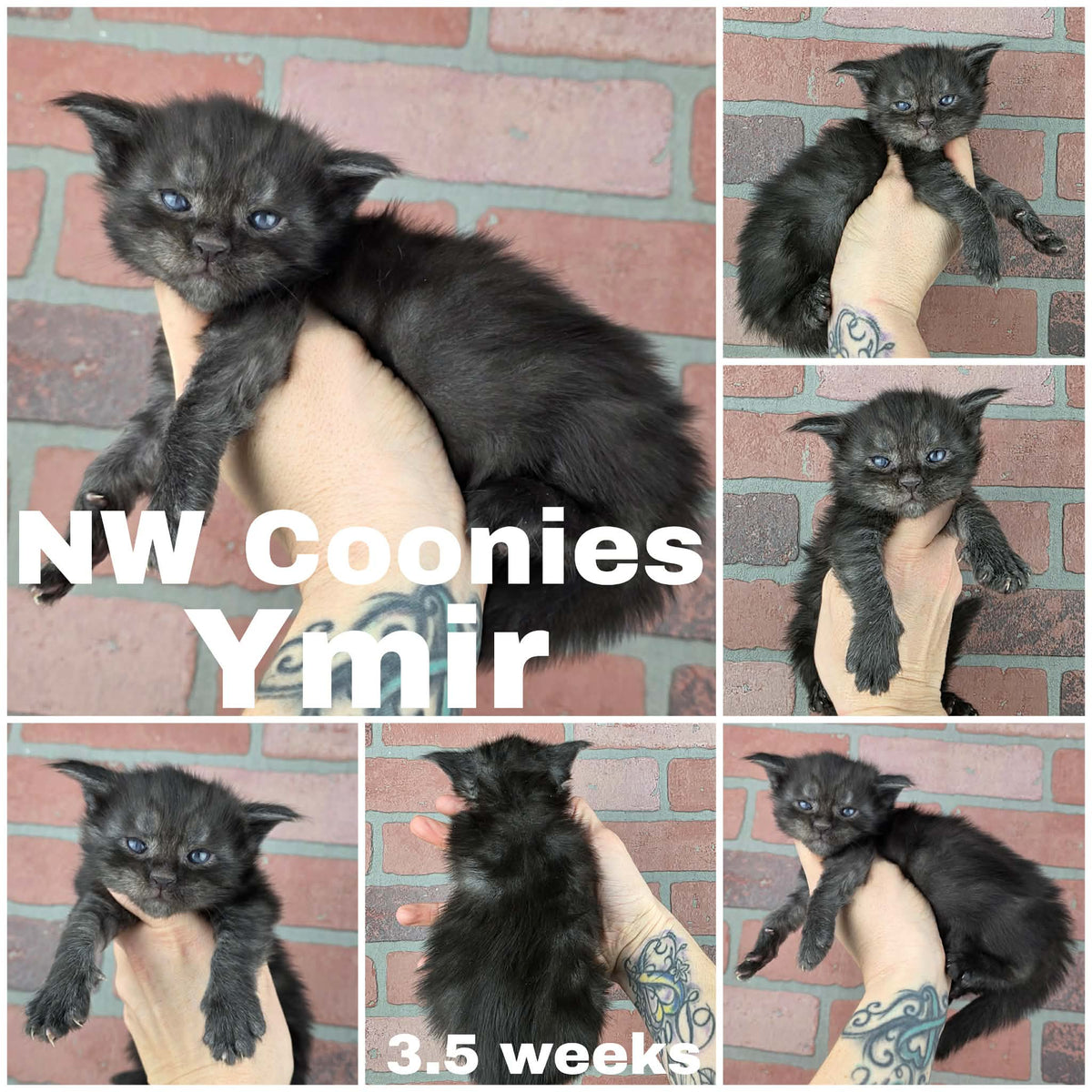 NW Coonies Ymir
