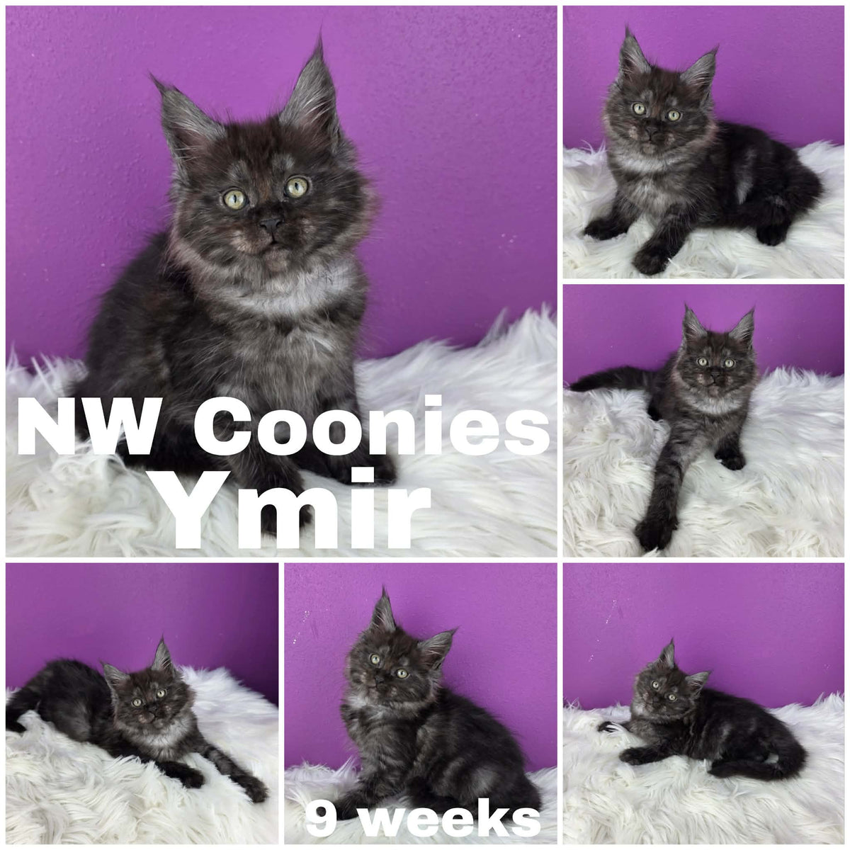 NW Coonies Ymir