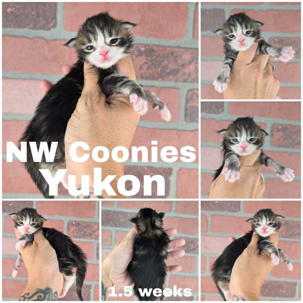 NW Coonies Yukon