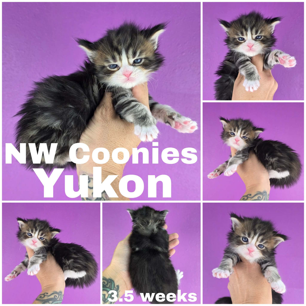 NW Coonies Yukon