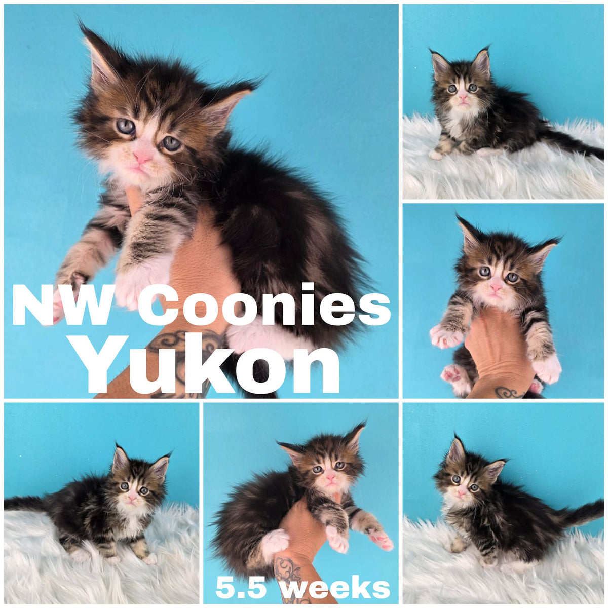NW Coonies Yukon