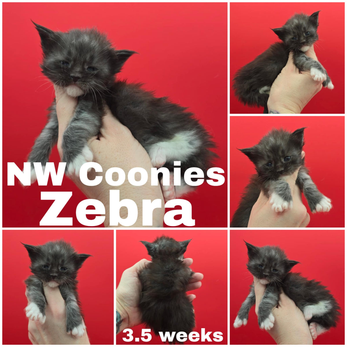 NW Coonies Zebra