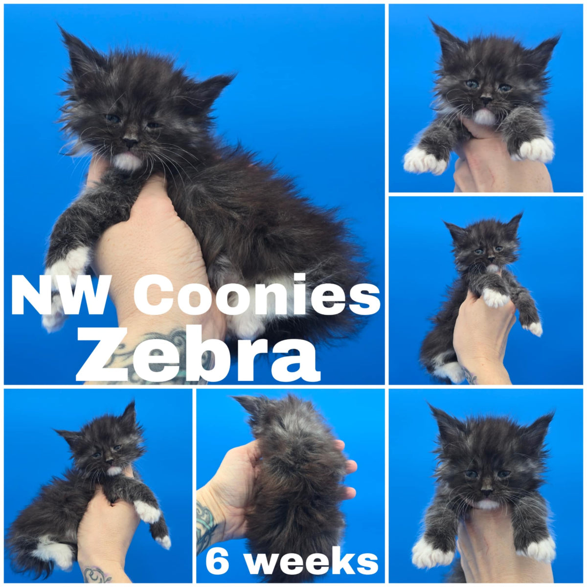 NW Coonies Zebra