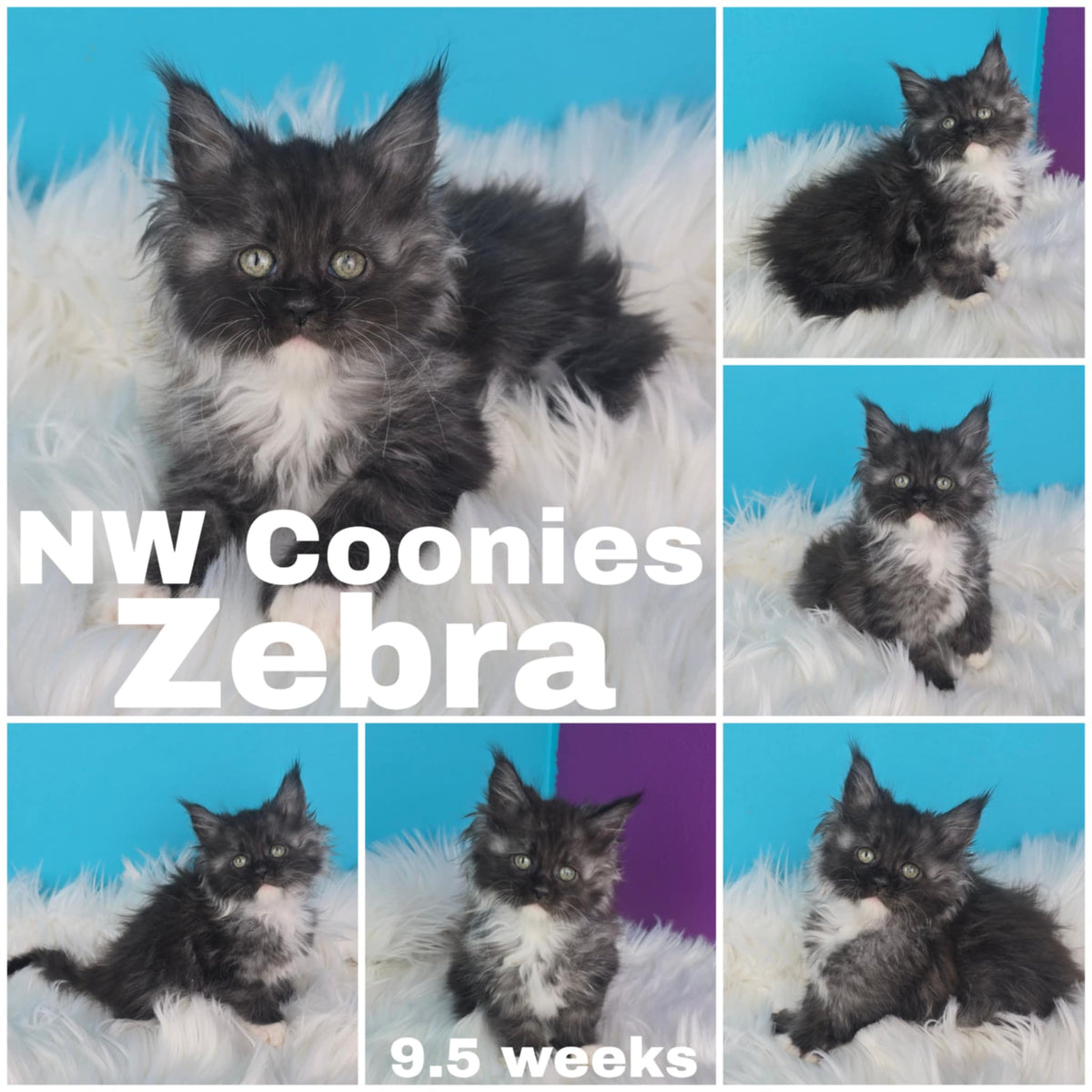 NW Coonies Zebra