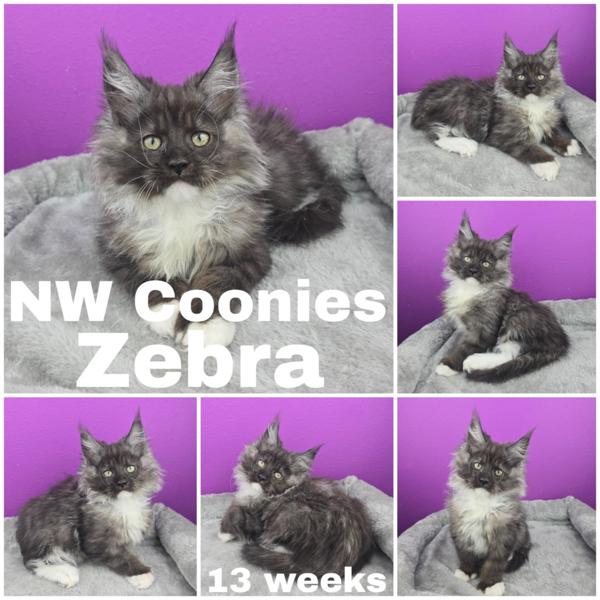 NW Coonies Zebra