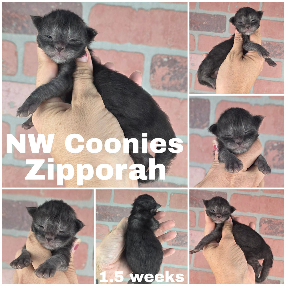 NW Coonies Zipporah