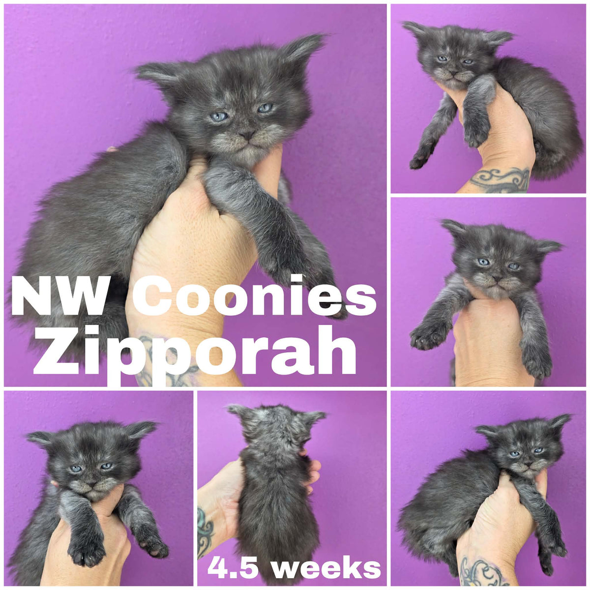NW Coonies Zipporah