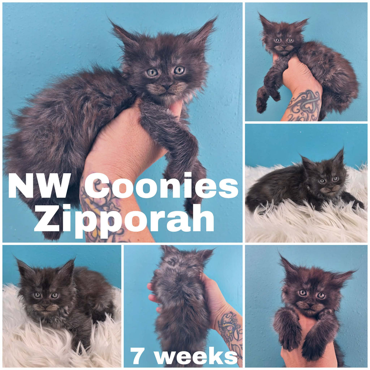 NW Coonies Zipporah