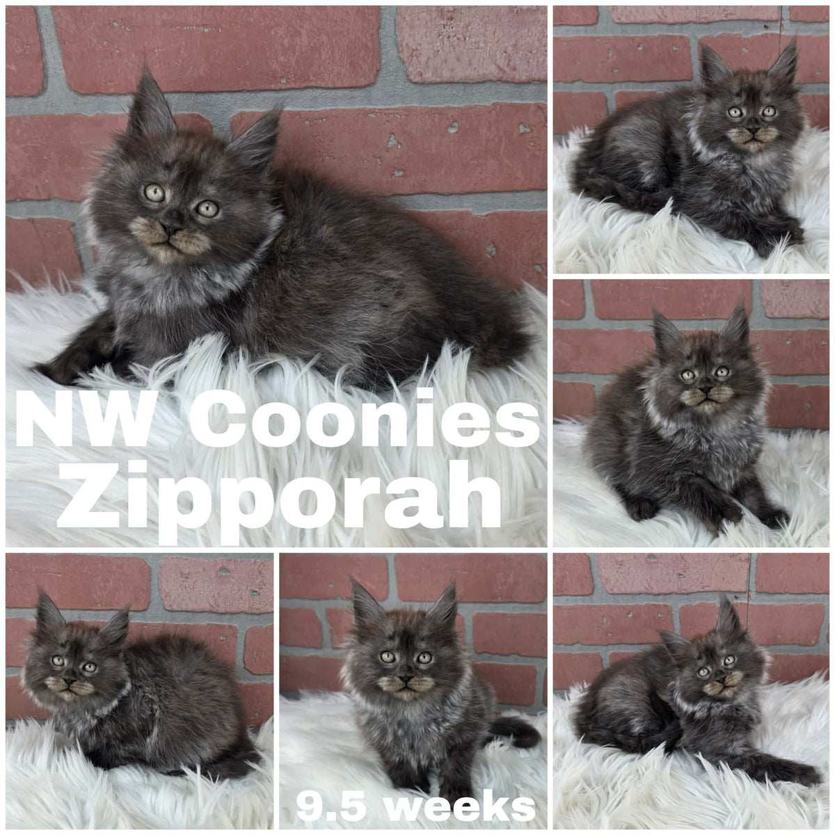 NW Coonies Zipporah