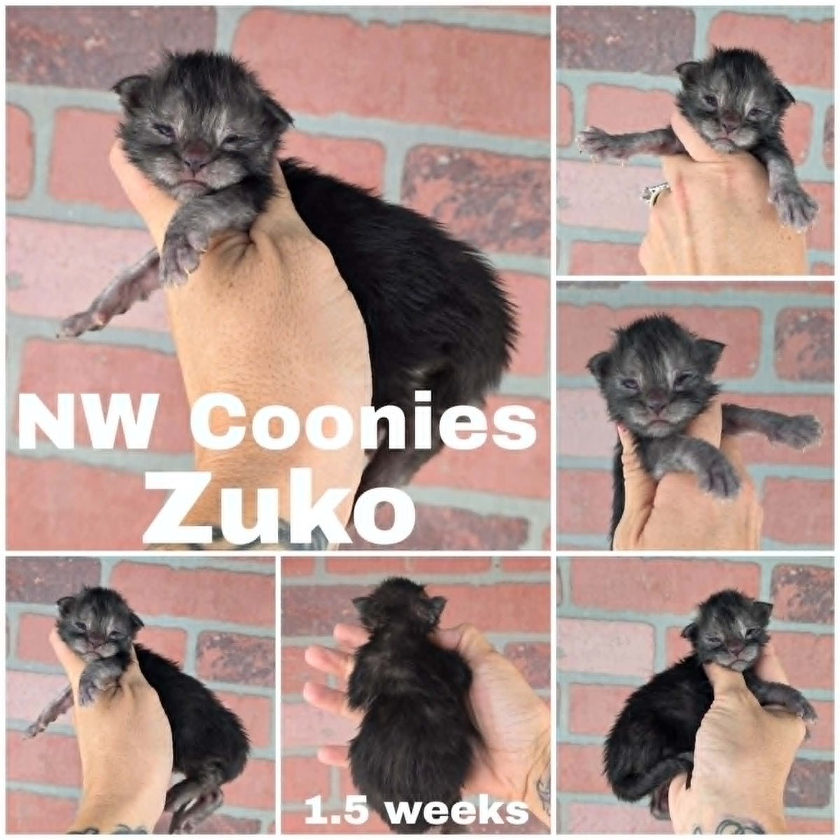 NW Coonies Zuko