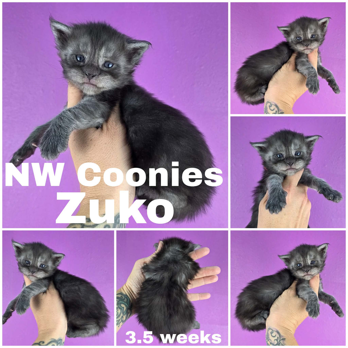 NW Coonies Zuko