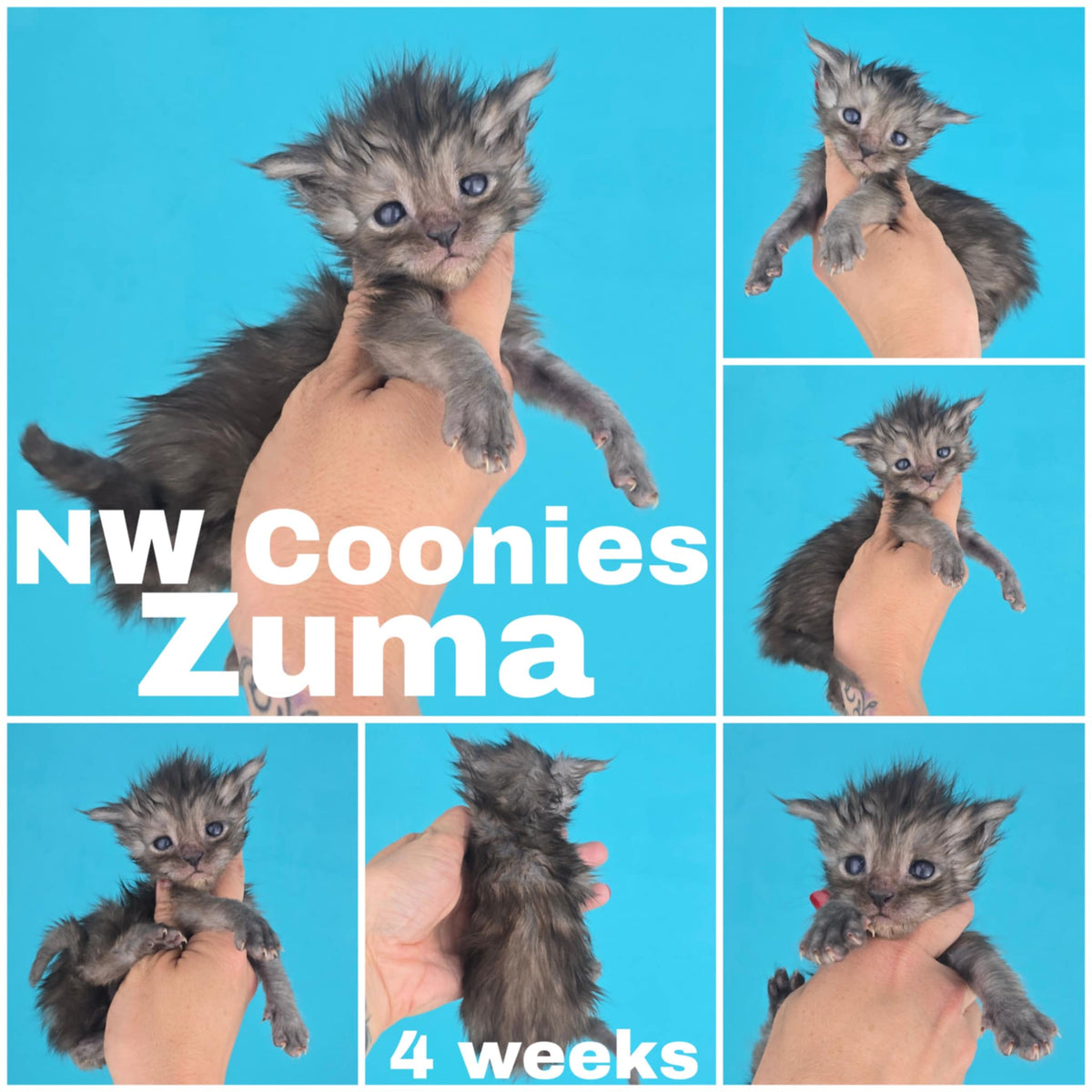 NW Coonies Zuma