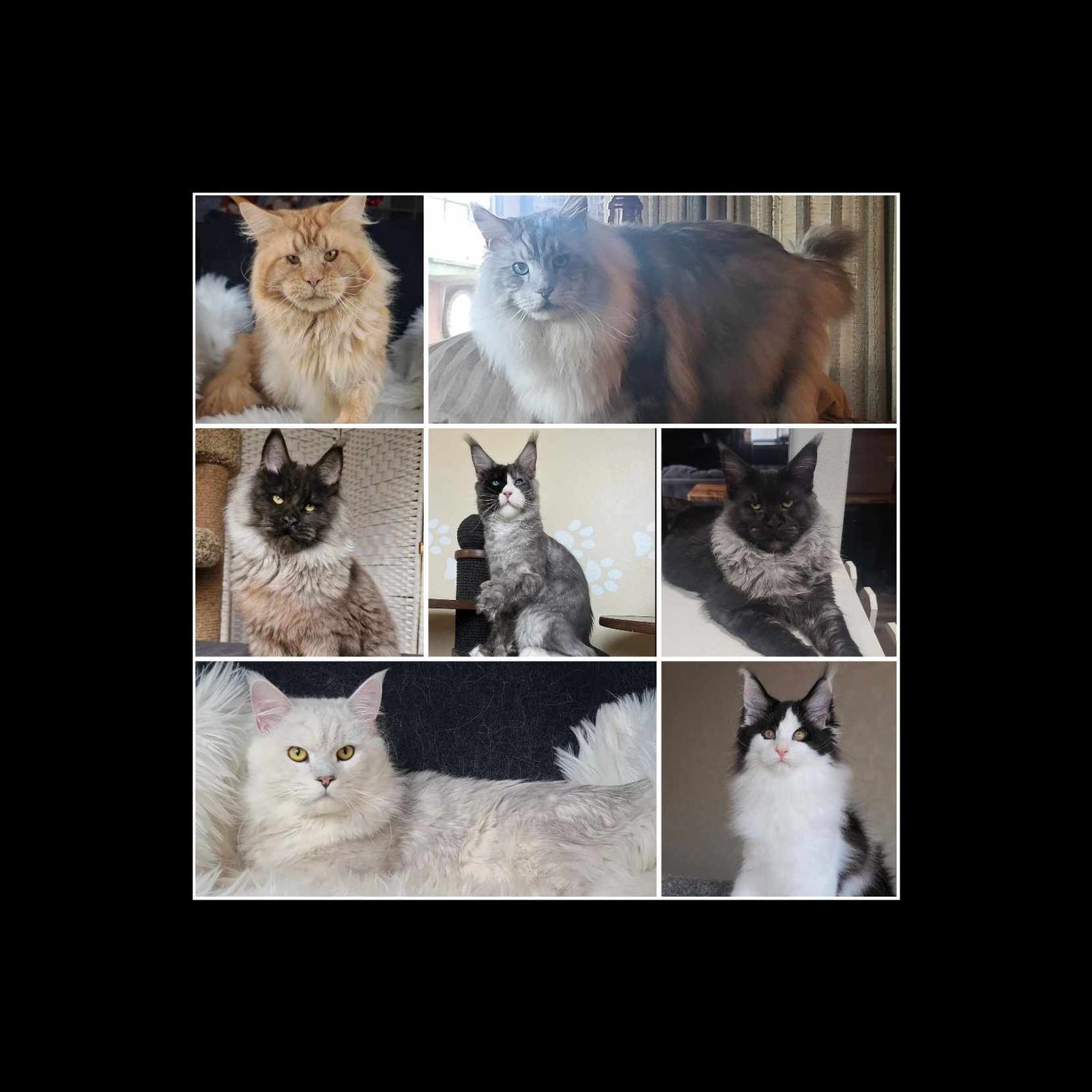A collection of seven portraits of large, majestic Maine Coon cats with ear tufts.